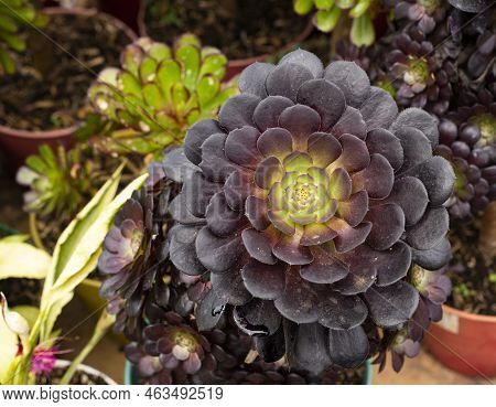 Aeonium Arboreum Zwartkop - Beautiful Garden Succulent