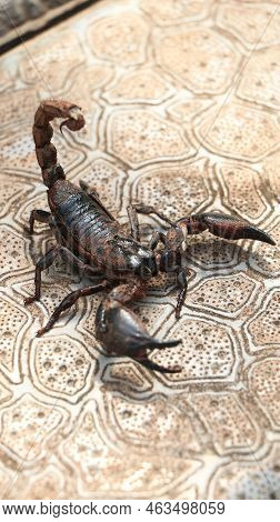 Black Scorpion Ready To Strike With Its Tail Sting, Covered In Mud Standing On The Ground On A Brigh