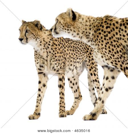 Cheetah - väritykseltään Leopardia Jubatus