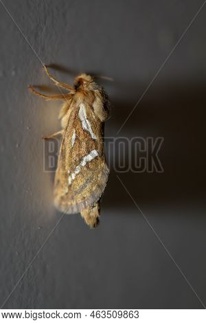 Side View Of A Small Hop Rootworm On A Wall.