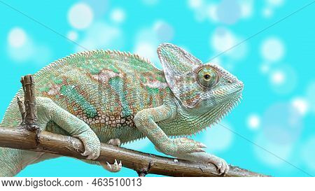 A Chile Camelion, Portrait Of A Camelion. Camelions Can Customize And Change Their Color.