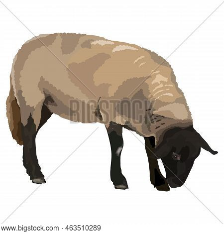Realistic Vector Design Of Cute Sheep. Domestic Animal With Thick Woolly Coat . Livestock Farming