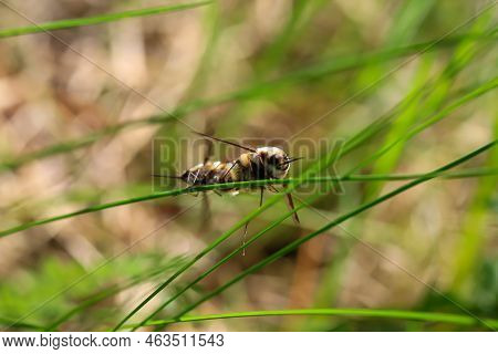 A Pair Of Woolly Hummingbirds Mating On A Blade Of Grass.