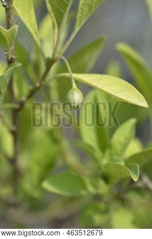 Blue Angels Branch With Unripe Fruit In The Summer