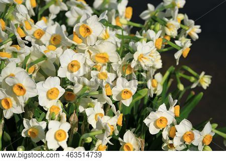 A Daffodi Isolated On A Natre Back Ground.