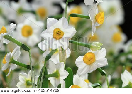 A Daffodi Isolated On A Natre Back Ground.