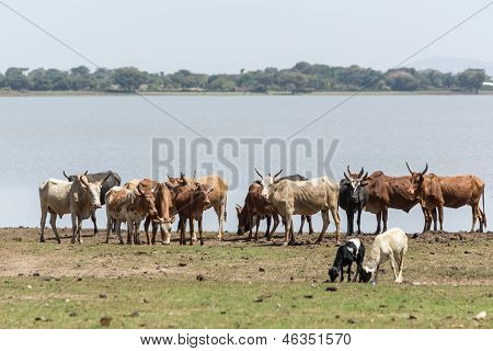 Vee drinkwater door de Lake