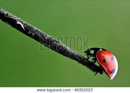 Red Ladybug Coccinellidae Anatis Ocellata Coleoptera On