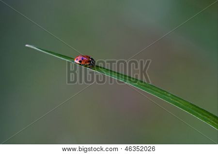 Anatis Ocellata Coleoptera On A Grass