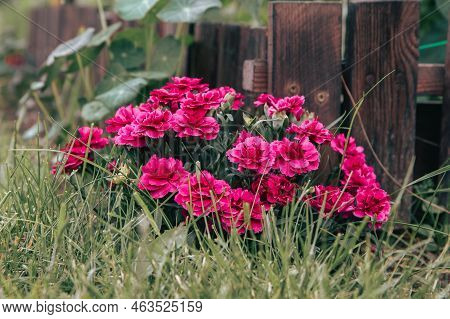 Vibrant Colored Clove Pink ( Dianthus Caryophyllus ) Carnation Flower