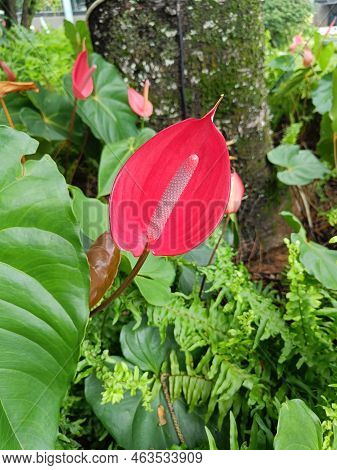Flamingo Lily Or Anthurium Andraeanum Pink Leaves Are Heart-shaped And Glossy With Garden Background