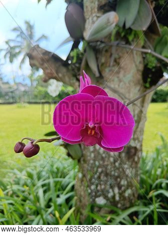 Close Up View Purple Orchid Flower Hanging On The Tree With Garden Background.