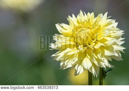 Canary Fubuki Dahlia