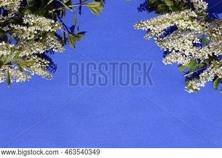 On A Blue Background, Branches Of Bird Cherry With A Place For Text.