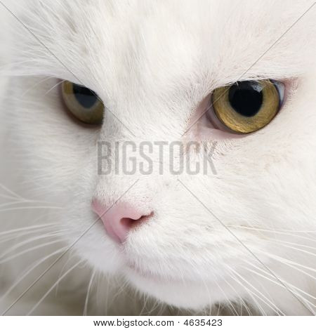Gros plan sur un chat d'Angora blanc (5 ans)