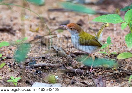 Common Tailorbird Or Orthotomus Sutorius On The Ground