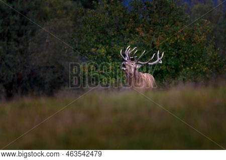The red deer inhabits most of Europe