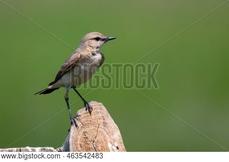 Isabelline Wheatear Or Oenanthe Isabellina In Wild