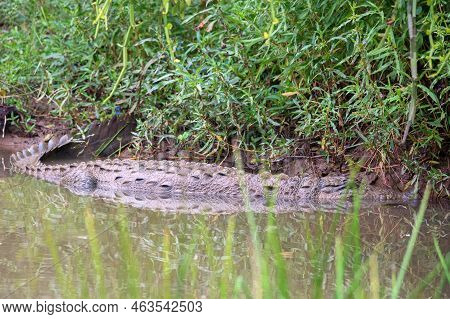 Mugger Crocodile Or Crocodylus Palustris On River Bank