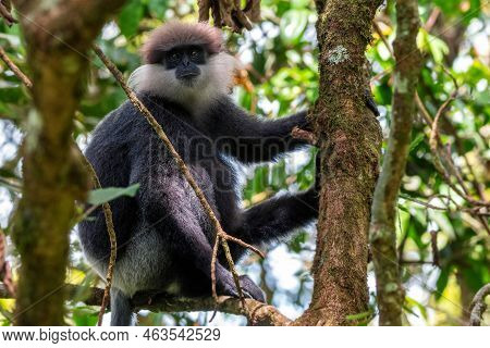 Purple-faced Langur Or Semnopithecus Vetulus In The Jungle
