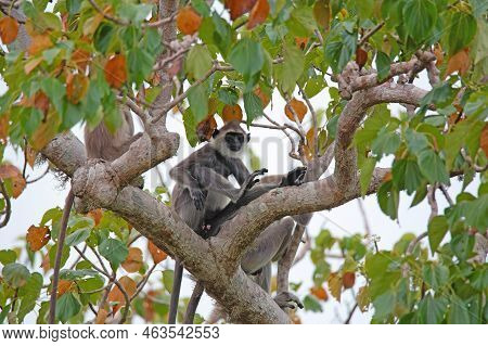 Gray Langur Or Semnopithecus Priam Thersites Sits On Tree