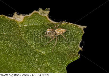 Striped Lynx Spider Of The Genus Oxyopes