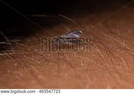 Adult Dark-winged Fungus Gnat Of The Family Sciaridae