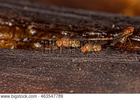 Adult Small Fruit Fly Of The Family Drosophilidae