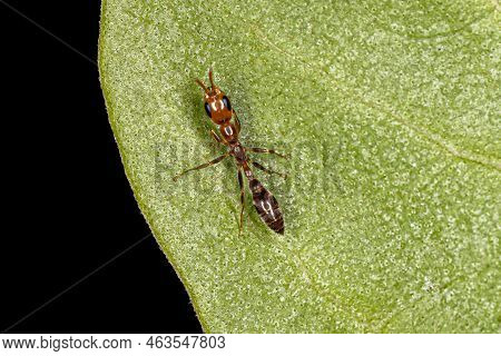Adult Female Twig Ant Of The Genus Pseudomyrmex