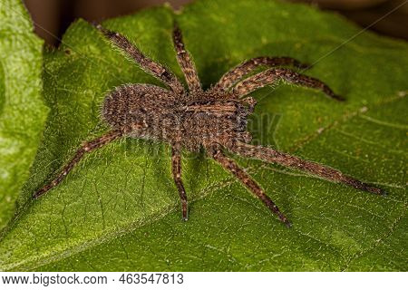 Adult Wandering Spider Of The Species Parabatinga Brevipes