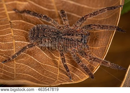Adult Wandering Spider Of The Species Parabatinga Brevipes