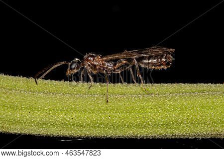 Adult Male Winged Ant Of The Genus Pseudomyrmex
