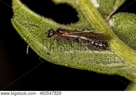 Adult Male Winged Ant Of The Genus Pseudomyrmex