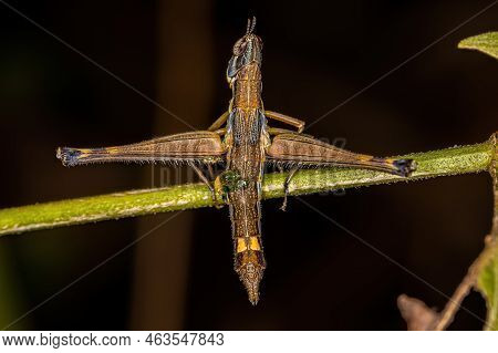 Female Monkey Grasshopper Of The Species Temnomastax Hamus