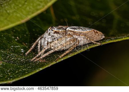 Female Adult Lynx Spider Of The Species Oxyopes Niveosigillatus