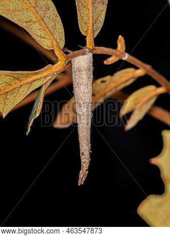Small Bagworm Moth Of The Family Psychidae
