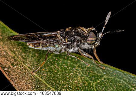 Small Adult Soldier Fly Of The Genus Hoplitimyia