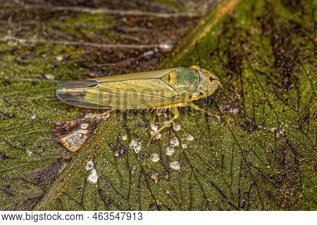 Adult Typical Leafhopper Of The Subfamily Cicadellinae