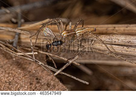 Striped Lynx Spider Of The Genus Oxyopes Preying On A Wasp