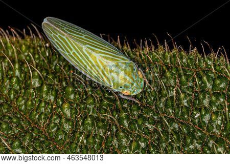 Adult Typical Leafhopper Of The Tribe Gyponini