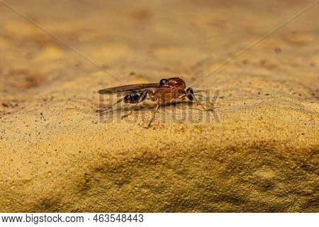 Male Adult Myrmicine Ant Of The Subfamily Myrmicinae