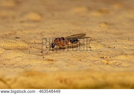 Male Adult Myrmicine Ant Of The Subfamily Myrmicinae