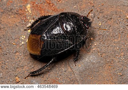 Adult Burrowing Bug Of The Family Cydnidae