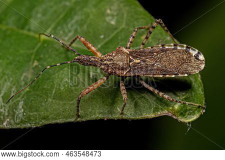 Adult Assassin Bug Of The Genus Cosmoclopius