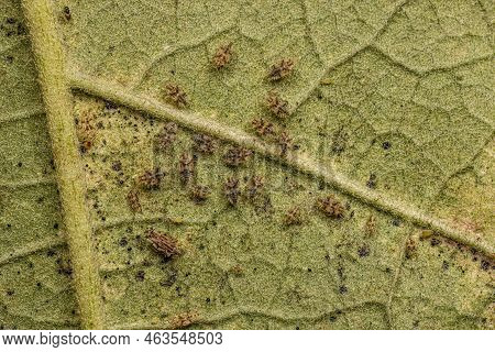 Small Lace Bug Nymphs And Adults Of The Family Tingidae On A Leaf Of The Flowering Plant Of The Spec