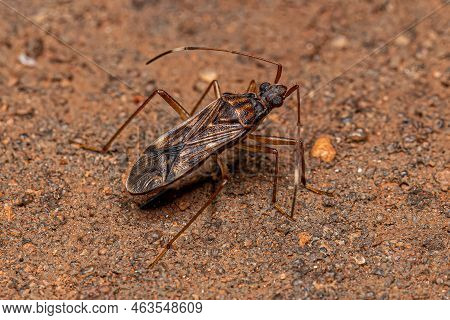 Adult Dirt-colored Seed Bug Of The Subfamily Rhyparochrominae