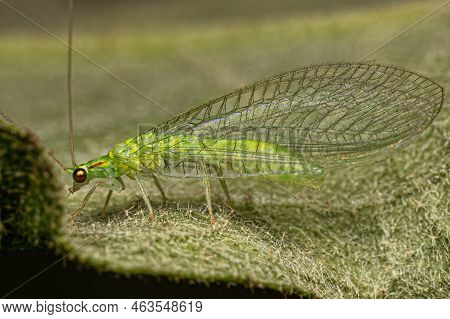 Adult Typical Green Lacewing Of The Genus Ceraeochrysa