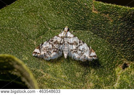 Adult Crambid Moth Of The Family Crambidae