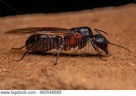 Adult Female Carpenter Queen Ant Of The Genus Camponotus