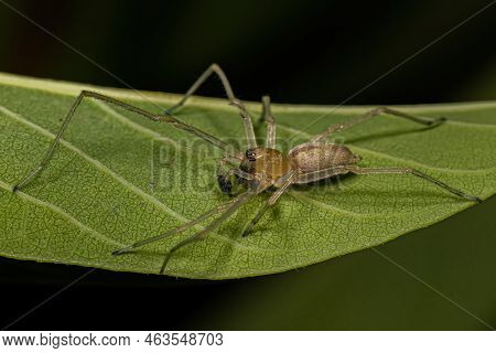 Small Ghost Spider Of The Family Anyphaenidae